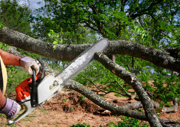 Professional Tree Services in Elsmere, DE